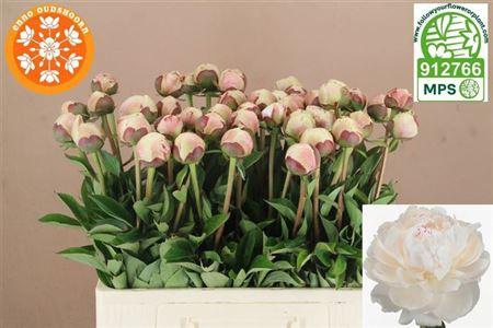 <h4>Paeo L Odile</h4>