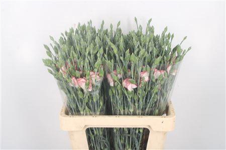 Di Symply Strike Red White