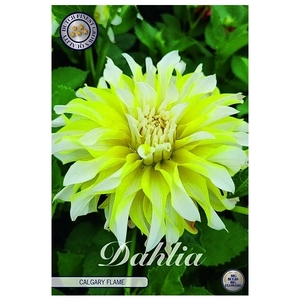 Dahlia Calgary flame x1 l