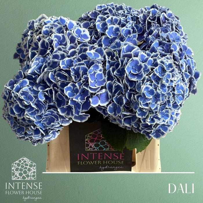 <h4>HYDR M BEAU DALI</h4>