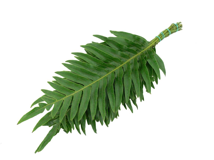 <h4>Agloamorpha Jim 70cm</h4>