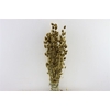 Dried Phalaris Gold Bunch Slv
