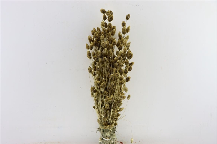 Dried Phalaris Gold Bunch Slv