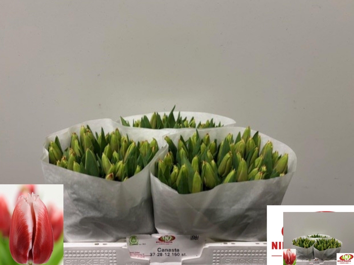 <h4>TU FR CANASTA</h4>