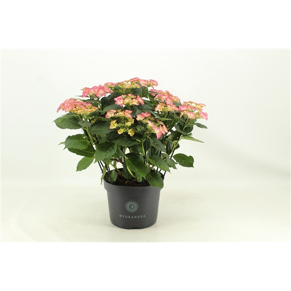 <h4>Hydrangea Tiffany (Hortensia)</h4>