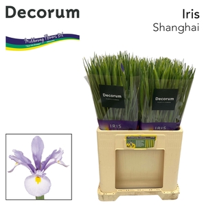 Iris Shanghai