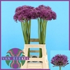 Allium Jackpot