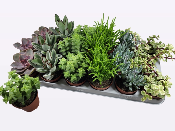 <h4>SUCC GEM 6 SRT</h4>