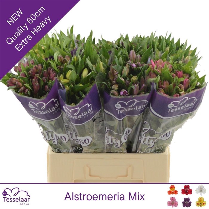 ALSTROEMERIA   ...MIX FUST