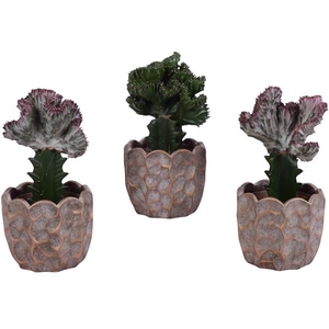Cactus mix Euphorbia l. Ø12cm in Ø15cm Ceramic PL670