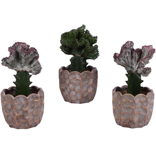 <h4>Cactus mix Euphorbia l. Ø12cm in Ø15cm Ceramic PL670</h4>