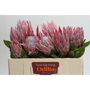 Protea Cynaroides