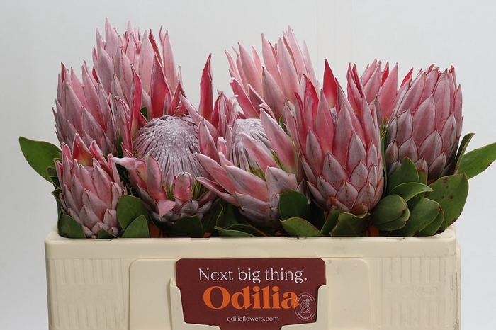 <h4>Protea Cynaroides</h4>