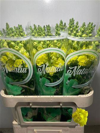 <h4>ANTIR HO DOU YELLOW</h4>