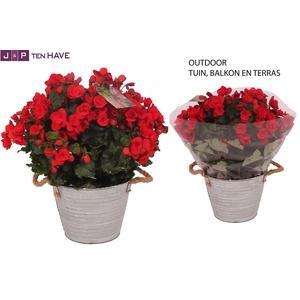 Begonia ''Betulia Rood'' Outdoor in Zink Sierpot