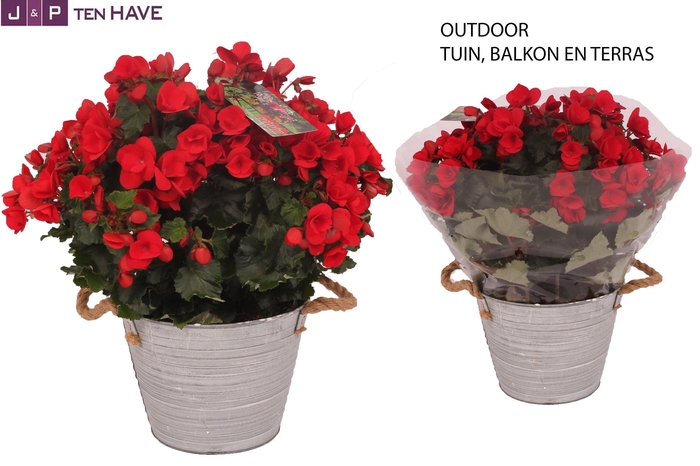 Begonia ''Betulia Rood'' Outdoor in Zink Sierpot