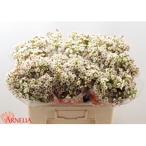 Chamelaucium Morning Delight