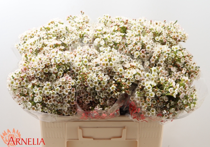 <h4>Chamelaucium Morning Delight</h4>