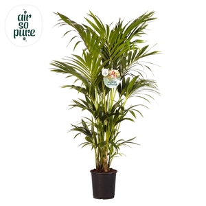 KENTIA - P24 H160 - 8PP - Air So Pure (Howea forsteriana)