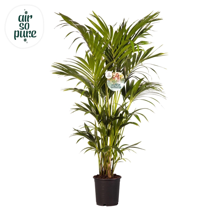 <h4>KENTIA - P24 H160 - 8PP - Air So Pure (Howea forsteriana)</h4>