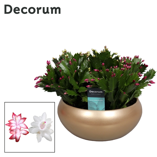 <h4>Schlumbergera Maxima Quattro XL</h4>