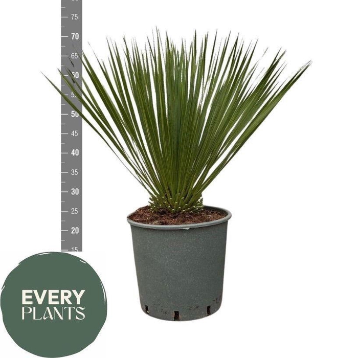 <h4>YUC ROSTRATA</h4>