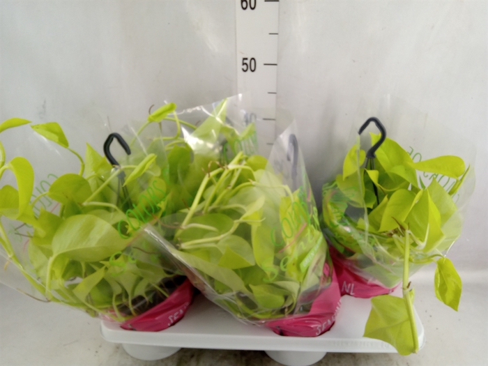 <h4>Epipremnum pinn. 'Golden Pothos' HG</h4>