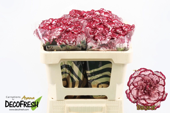 <h4>Di St Bacarat</h4>