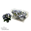 Hydrangea Macrophylla blauw Magical Revolution 5-6 kop