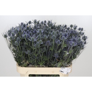 Eryngium Blue Dynamite