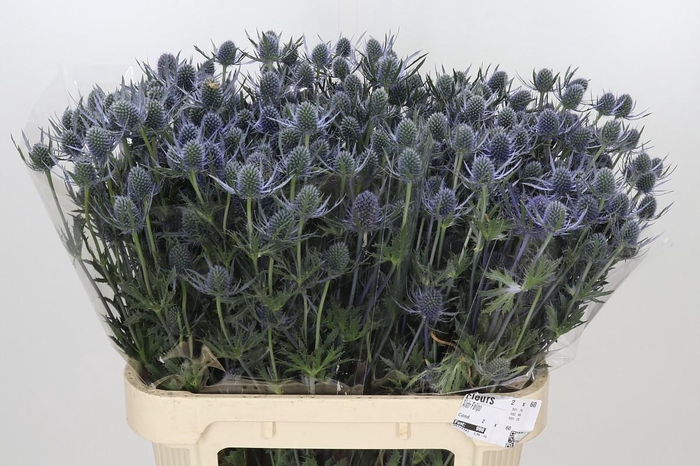 Eryngium Blue Dynamite