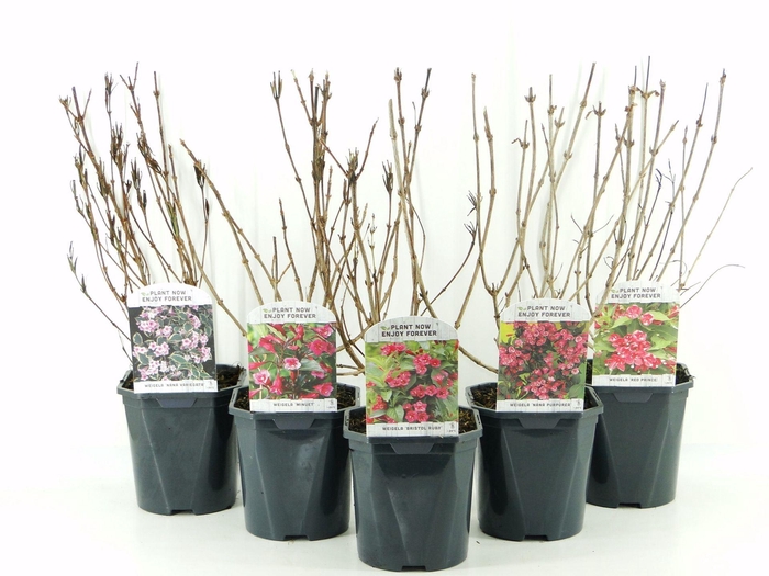 <h4>Weigela overig</h4>