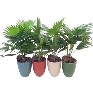 Livistona Nancy Pearl 830