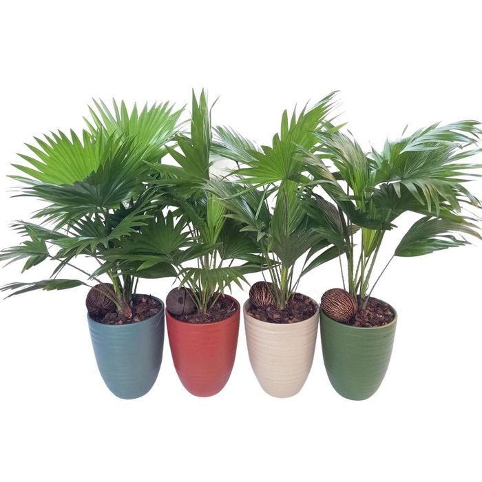 <h4>Livistona Nancy Pearl 830</h4>