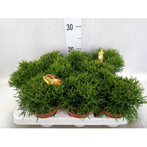 Rhipsalis capilliformis