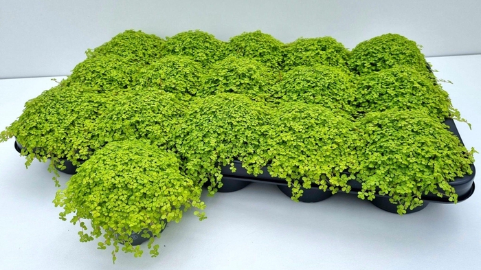 <h4>SOLEI SOL AUREA</h4>