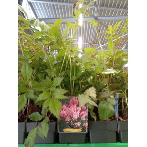 Astilbe japonica 'Europa'