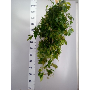 Cissus rhombifolia 'Ellen Danica'
