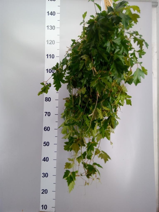 <h4>Cissus rhombifolia 'Ellen Danica'</h4>