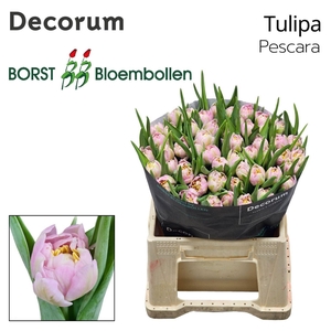 TULIPA DU 'PESCARA'