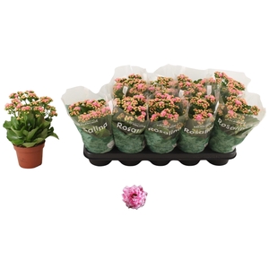 KALAN CALAN ALANO BICOLOR P12