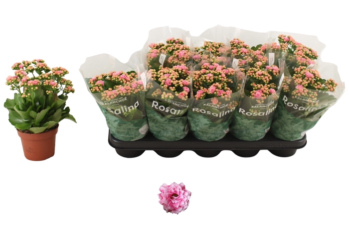 <h4>KALAN CALAN ALANO BICOLOR P12</h4>
