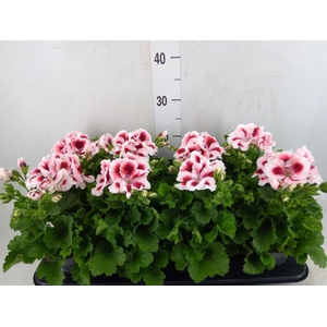 Pelargonium gran.   ..