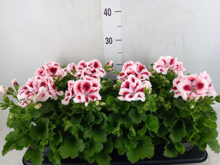 <h4>Pelargonium gran.   ..</h4>