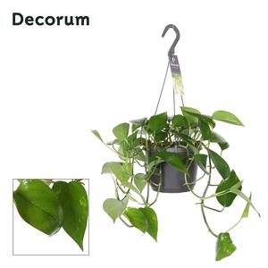 Epipremnum pinnatum 'Aureum' (hang)