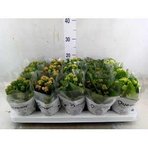 Kalanchoe blos.   ..mix 5