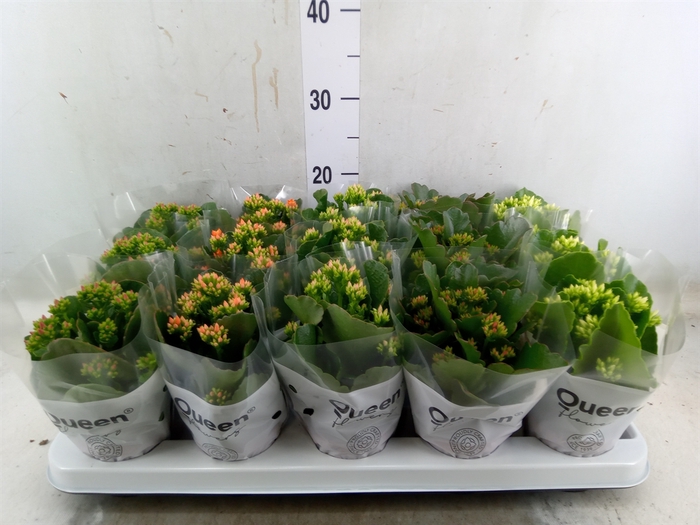 <h4>Kalanchoe blos.   ..mix 5</h4>