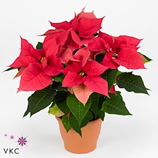 Ceramic Pot Grey Dark 7cm