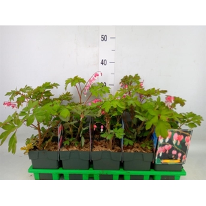 Dicentra spectabilis