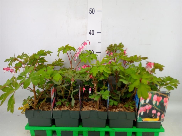 <h4>Dicentra spectabilis</h4>